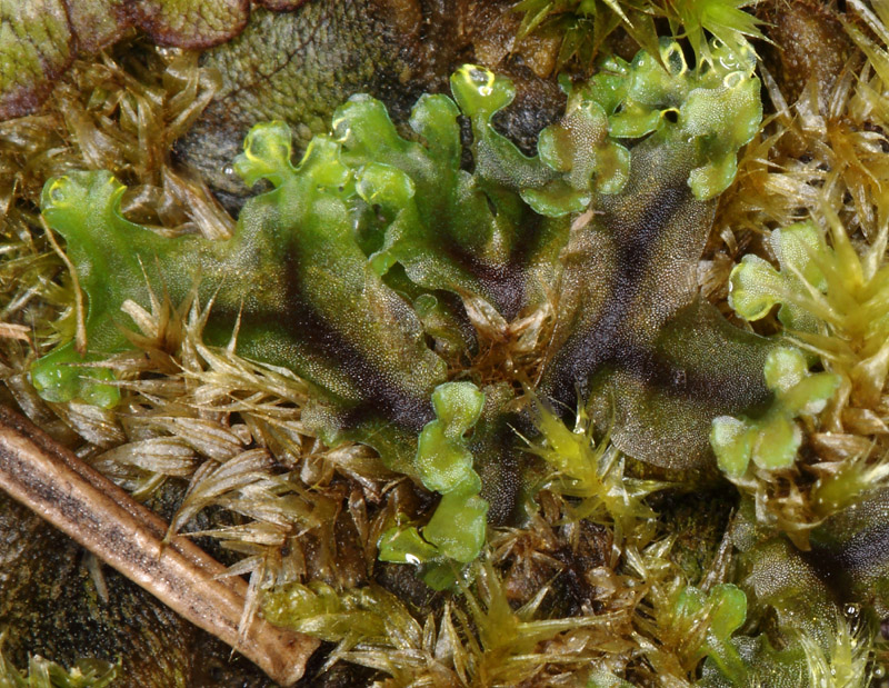 Apopellia endiviifolia